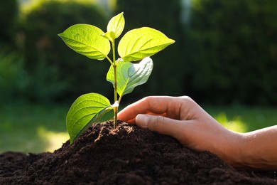 Photo of Woman planting tree seedling in soil outdoors, closeup