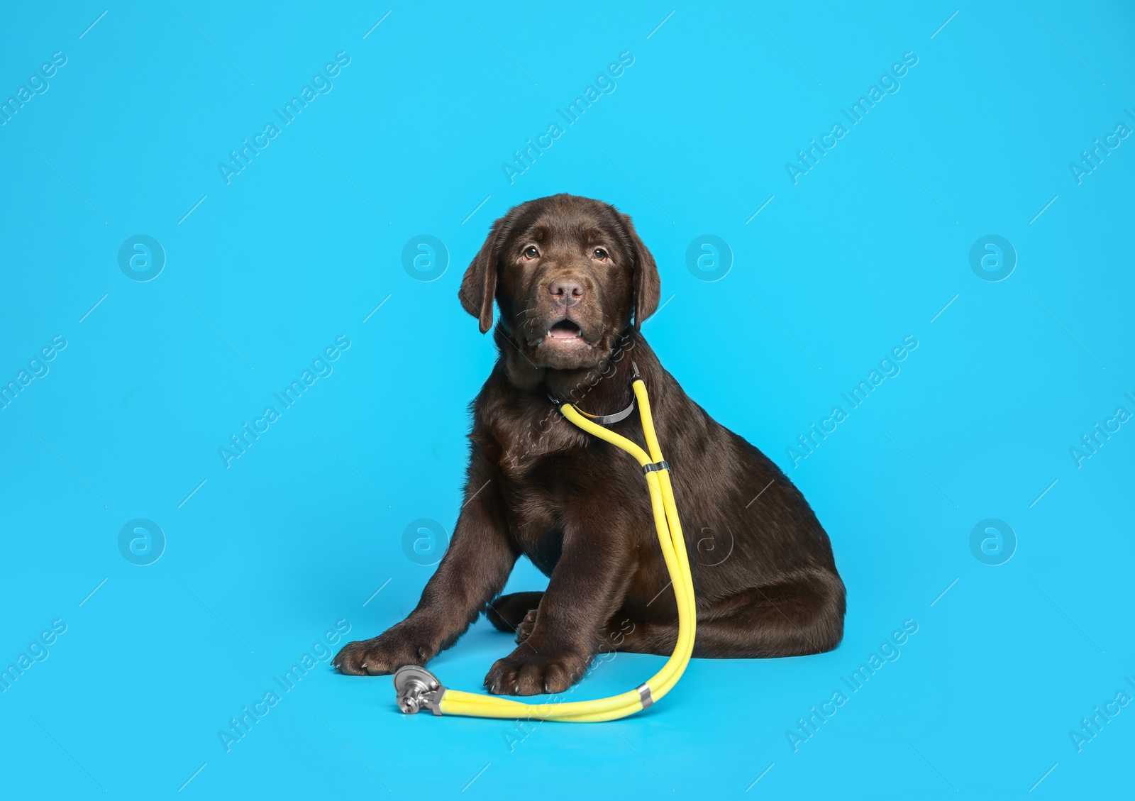 Photo of Cute Labrador dog with stethoscope as veterinarian on light blue background