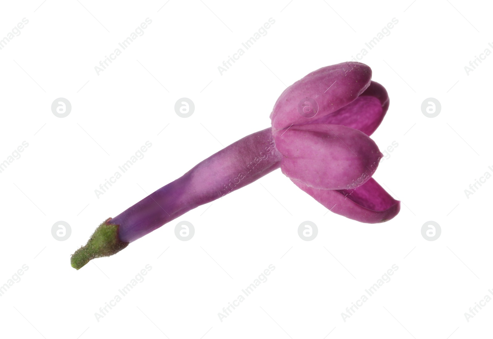 Photo of Beautiful purple lilac blossom isolated on white