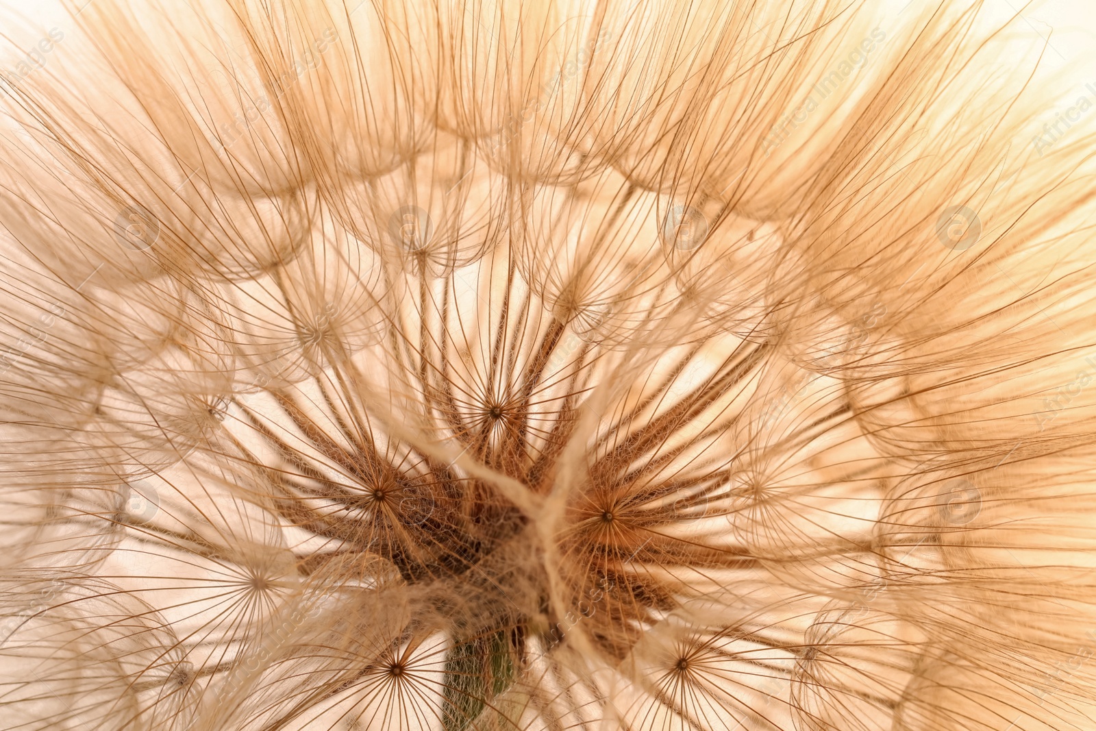 Photo of Beautiful fluffy dandelion flower on beige background, closeup