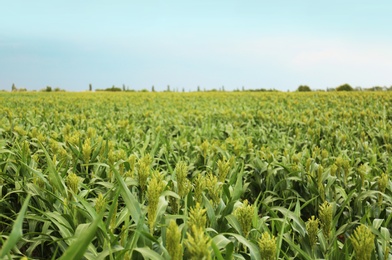 Photo of Green corn plants growing on field, space for text. Organic farming