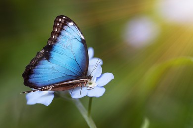 Image of Beautiful butterfly on forget-me-not flower in garden, closeup