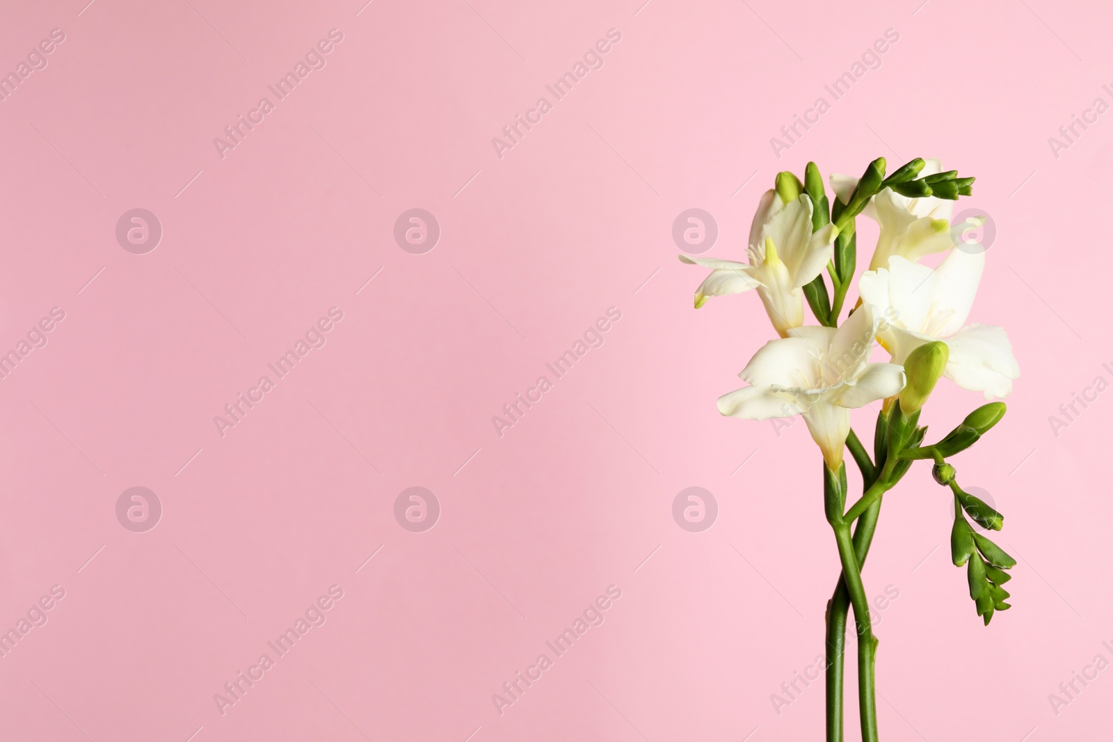 Photo of Beautiful freesia flowers on light pink background. Space for text