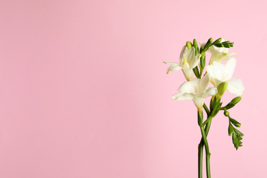 Photo of Beautiful freesia flowers on light pink background. Space for text