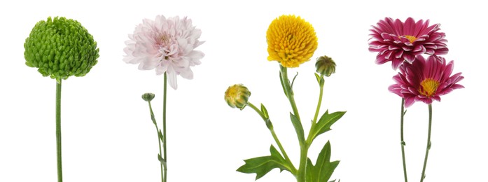 Set with different beautiful chrysanthemum flowers on white background. Banner design