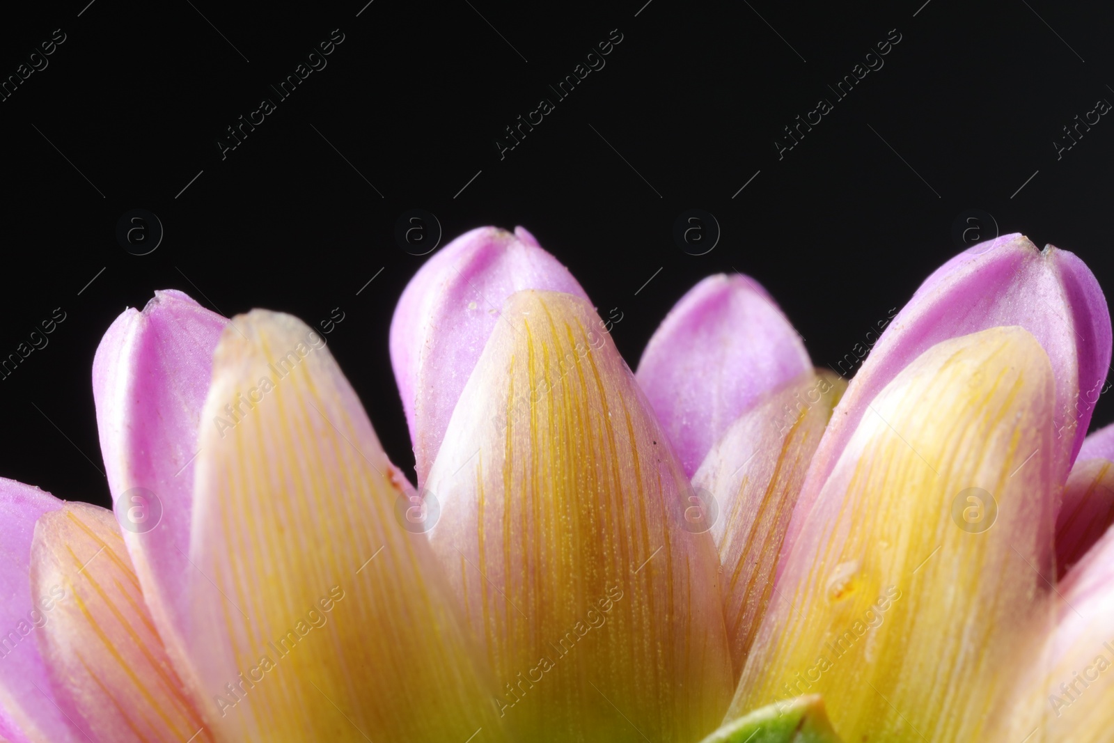 Photo of Beautiful Dahlia flower on black background, macro. Space for text