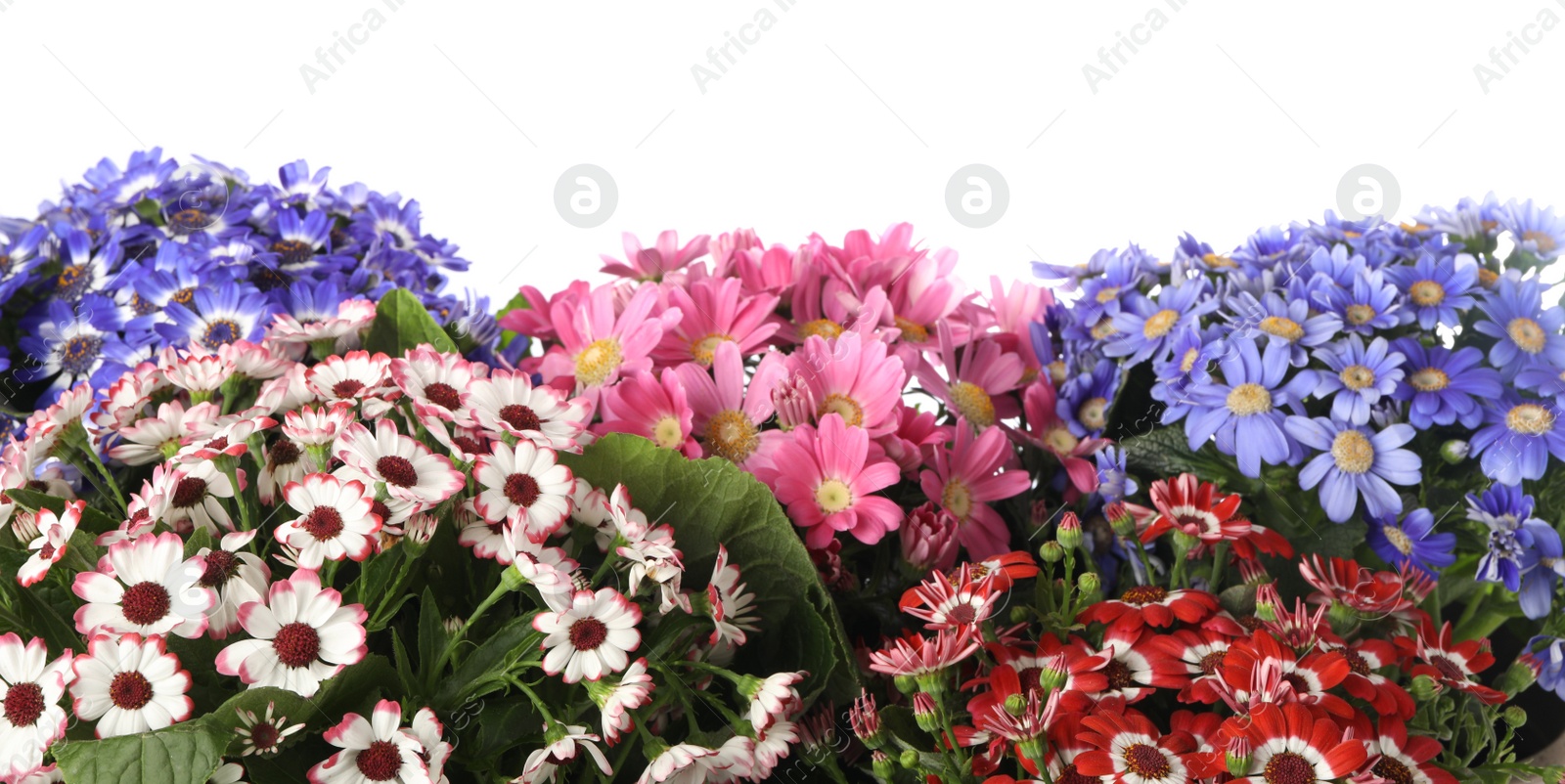 Photo of Beautiful colorful cineraria flowers on white background