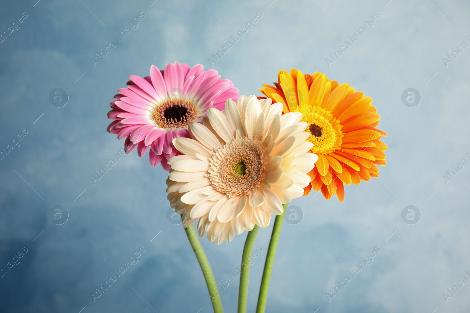 Photo of Bouquet of beautiful bright gerbera flowers on color background