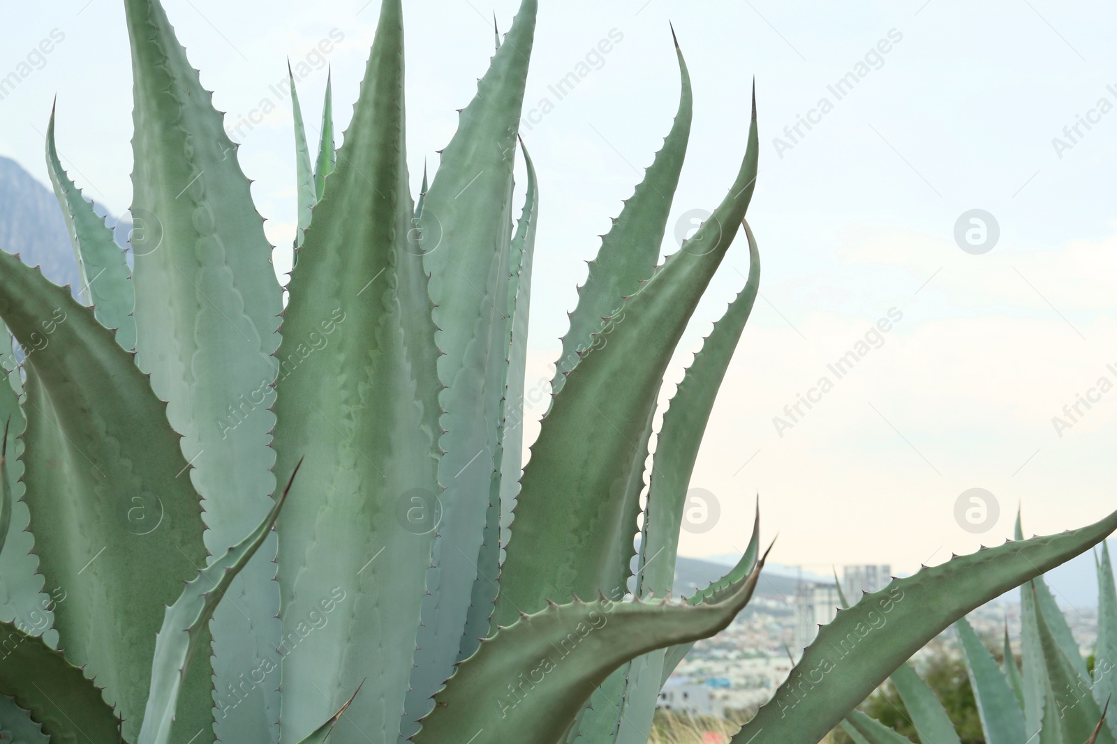 Photo of Beautiful green agave plant growing outdoors, closeup