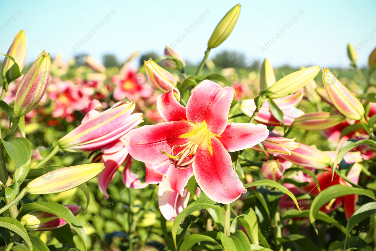 Photo of Beautiful bright pink lilies growing at flower field