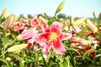 Photo of Beautiful bright pink lilies growing at flower field