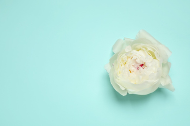 Photo of Beautiful white peony on turquoise background, top view. Space for text