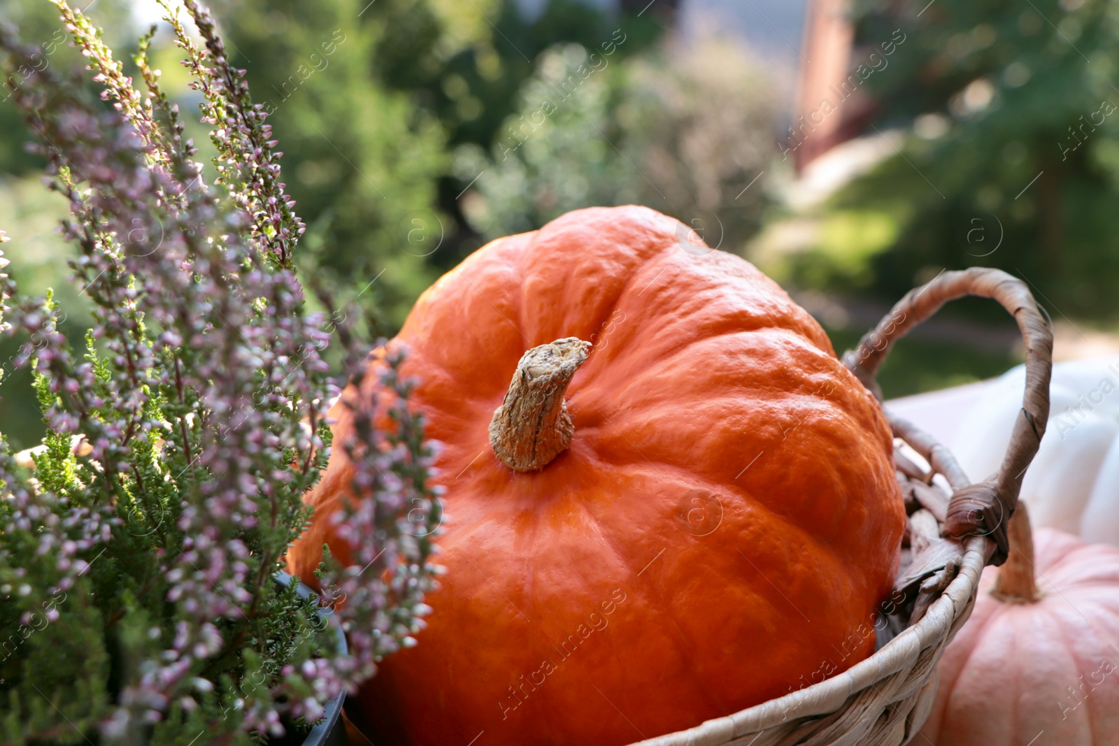 Photo of Wicker basket with beautiful heather flowers and pumpkins outdoors on sunny day, closeup