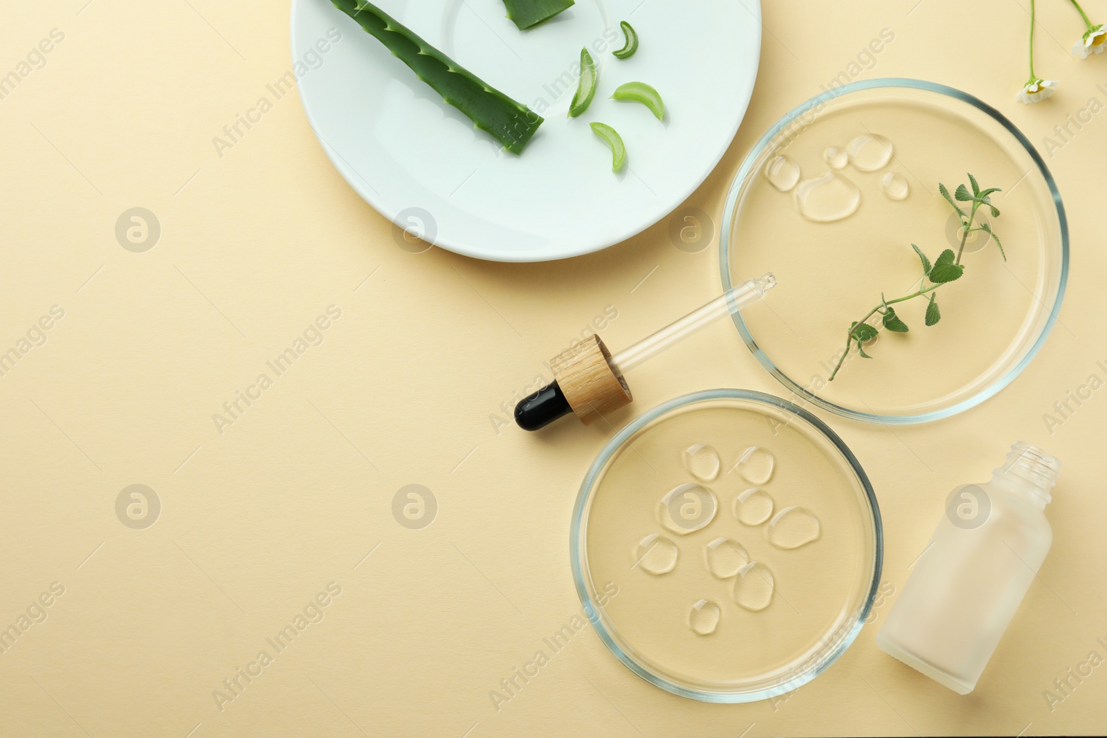 Photo of Flat lay composition with Petri dishes and plants on beige background. Space for text