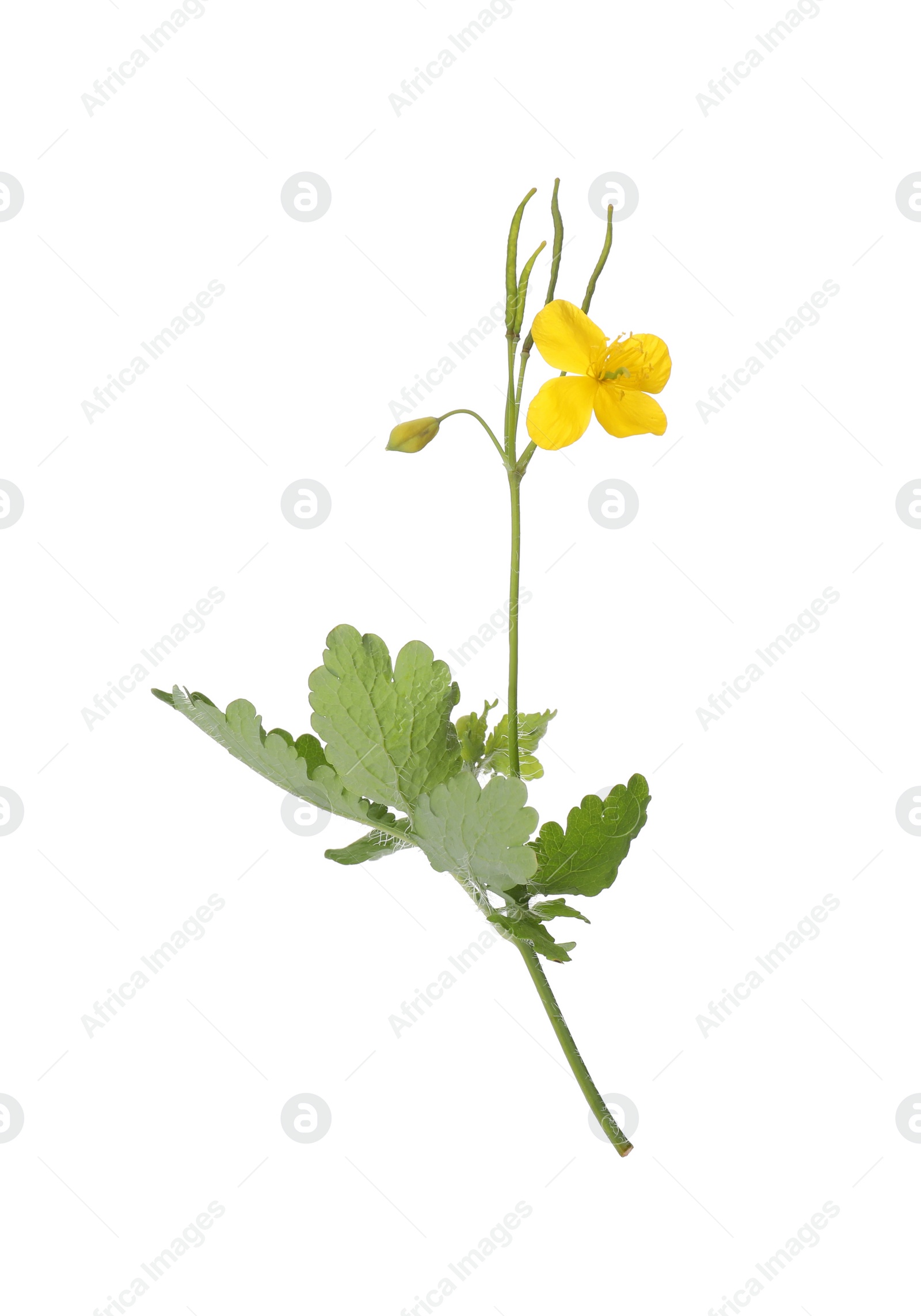 Photo of Celandine with yellow flower and green leaves isolated on white