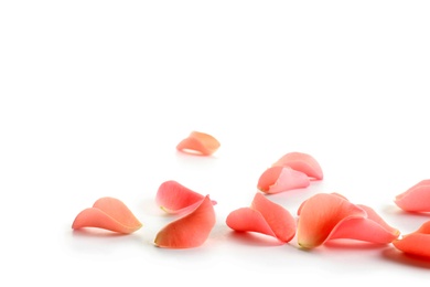 Photo of Beautiful rose petals on white background