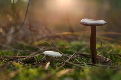 Mushrooms growing in wilderness on autumn day, closeup