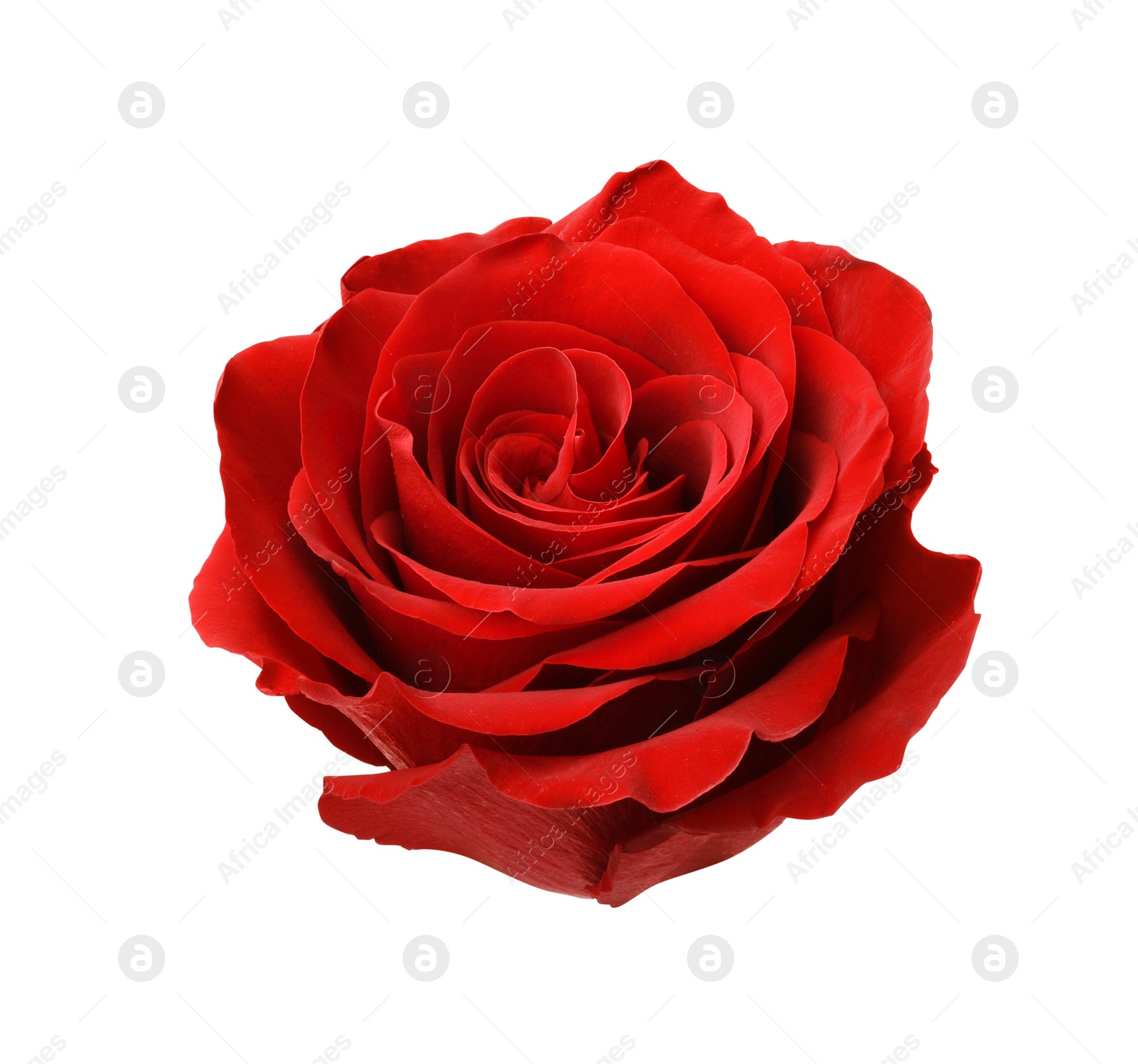 Photo of Beautiful fresh red rose isolated on white