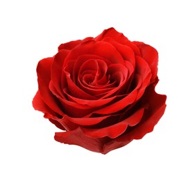 Photo of Beautiful fresh red rose isolated on white