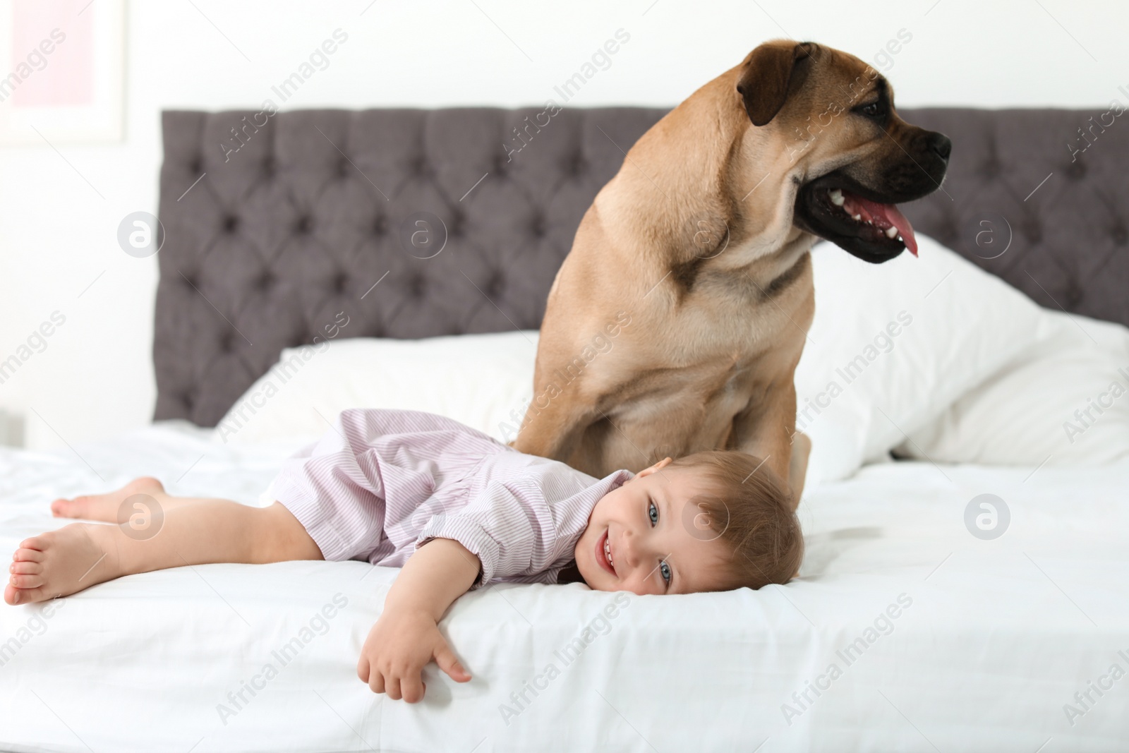 Photo of Cute little child with dog on bed at home