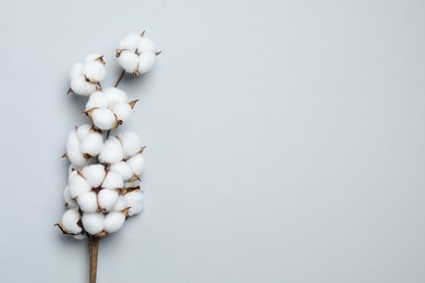 Beautiful cotton branch with fluffy flowers on light grey background, top view. Space for text