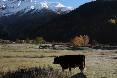 Beautiful view of cow in mountains on sunny day