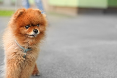 Photo of Cute Pomeranian spitz dog on walk in city. Space for text