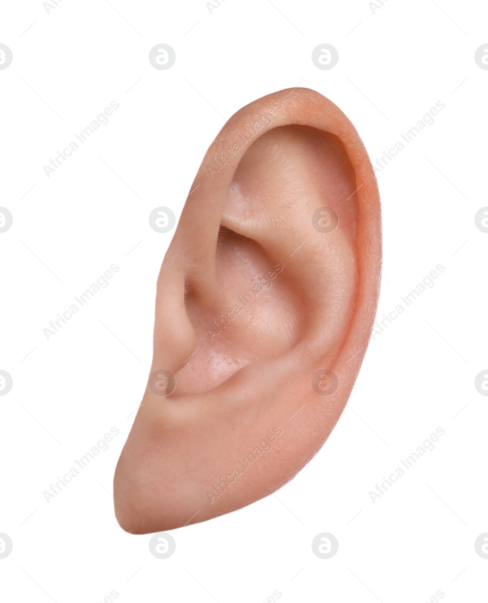 Image of Human ear isolated on white. Organ of hearing and balance