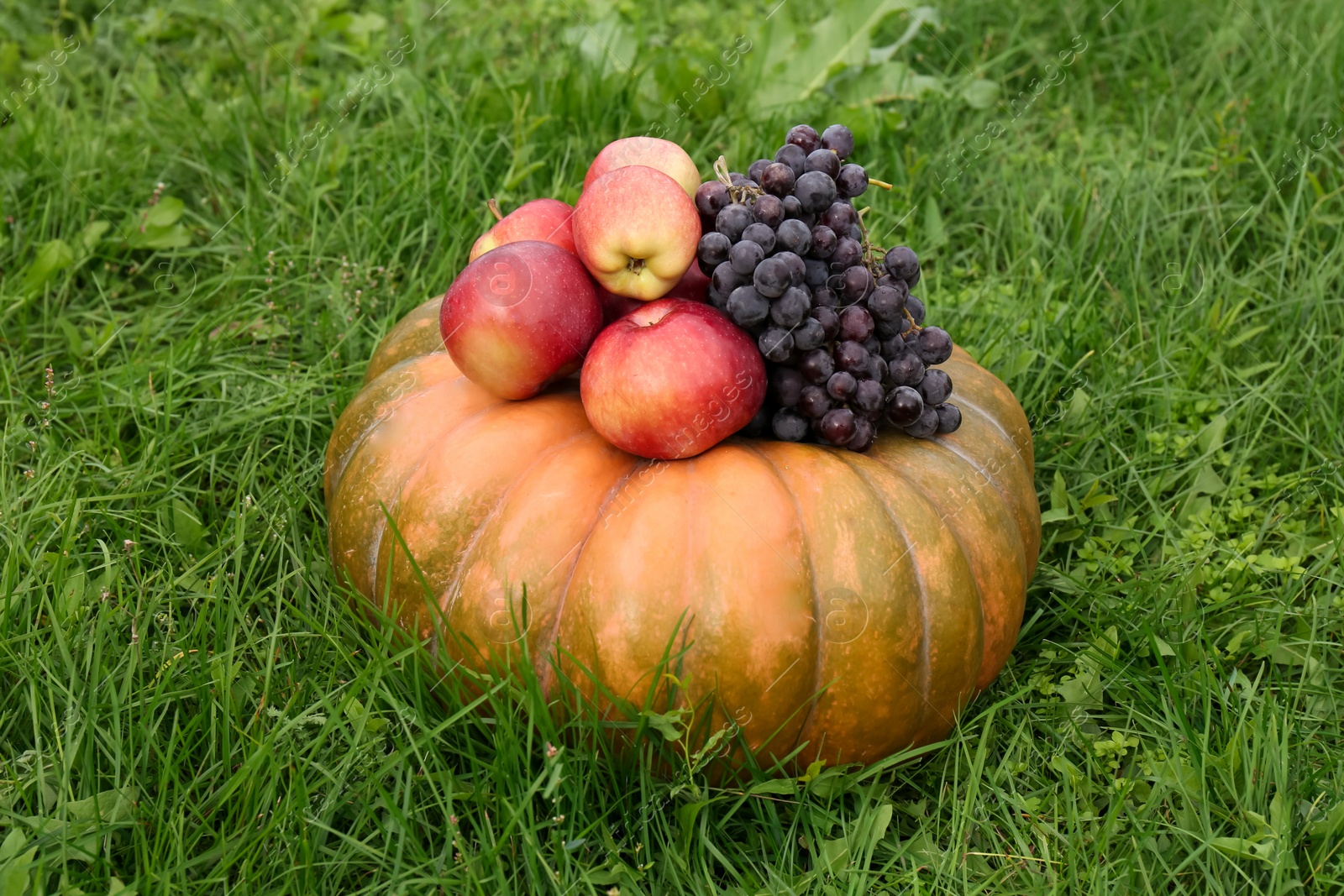 Photo of Ripe pumpkin, grapes and apples on green grass. Autumn harvest