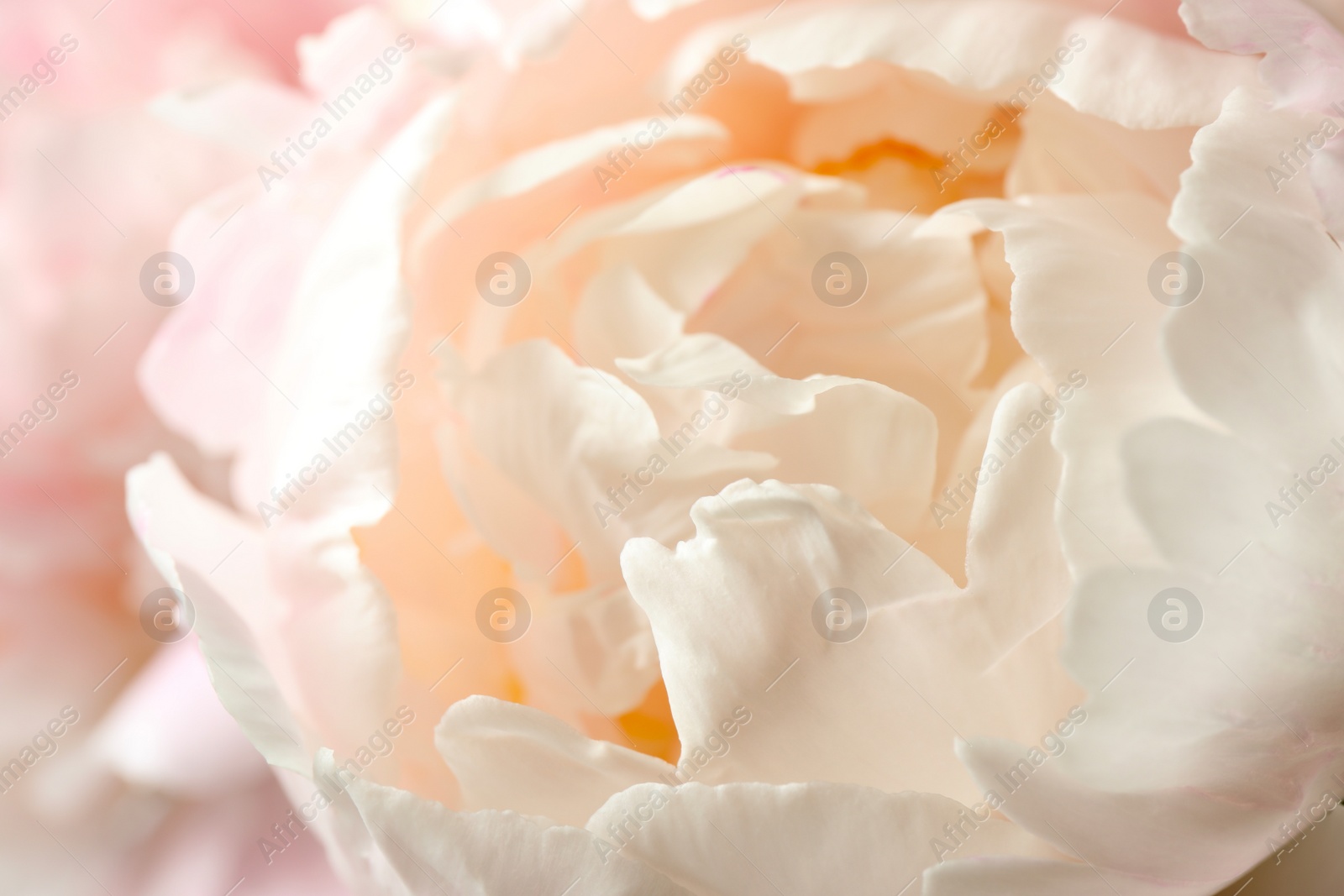 Photo of Beautiful blooming white peony as background, closeup