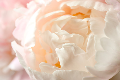 Photo of Beautiful blooming white peony as background, closeup