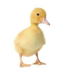 Photo of Cute fluffy gosling on white background. Farm animal