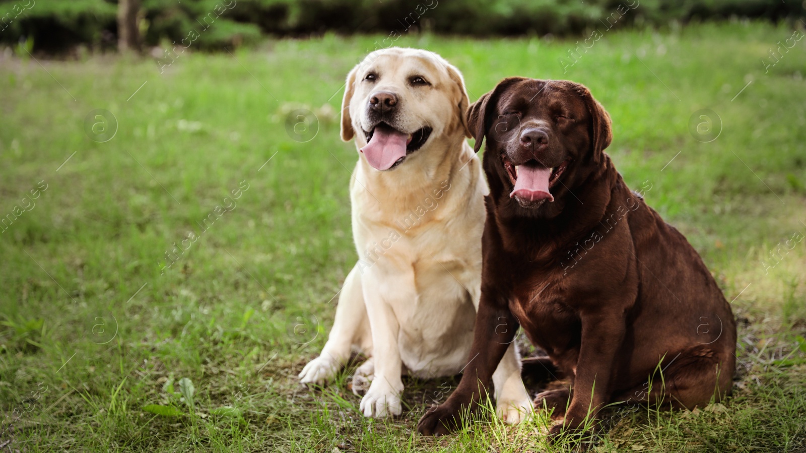 Photo of Cute Labrador Retriever dogs on green grass in summer park. Space for text