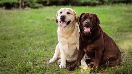 Photo of Cute Labrador Retriever dogs on green grass in summer park. Space for text
