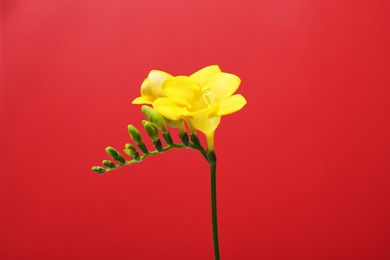 Photo of Beautiful freesia flower on color background