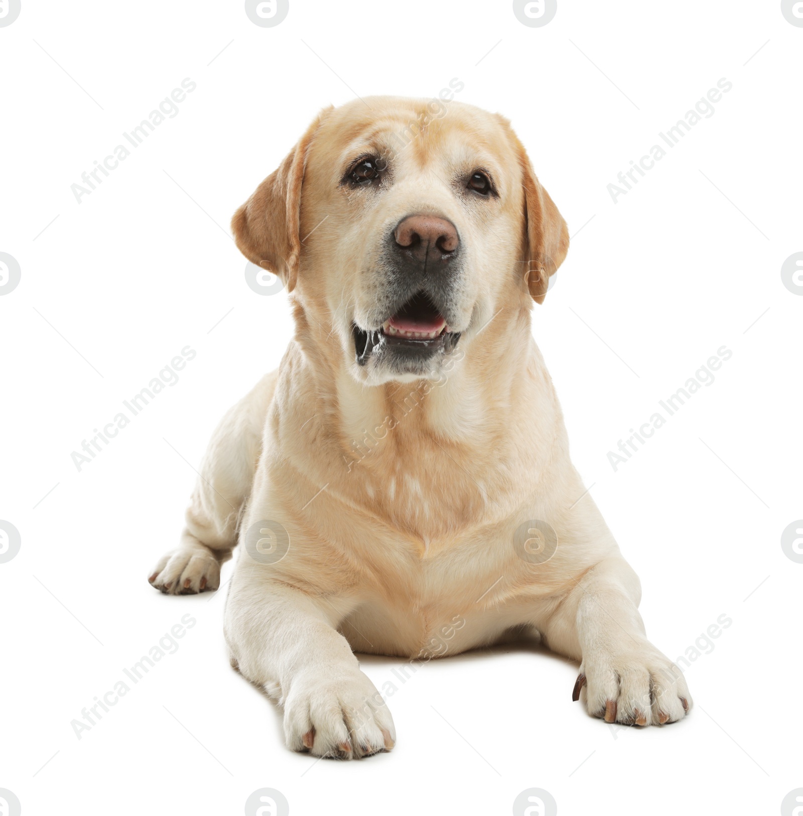 Photo of Yellow labrador retriever lying on white background