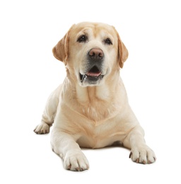 Photo of Yellow labrador retriever lying on white background