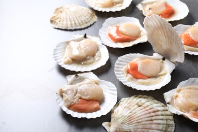 Photo of Fresh raw scallops with shells on grey table, closeup. Space for text