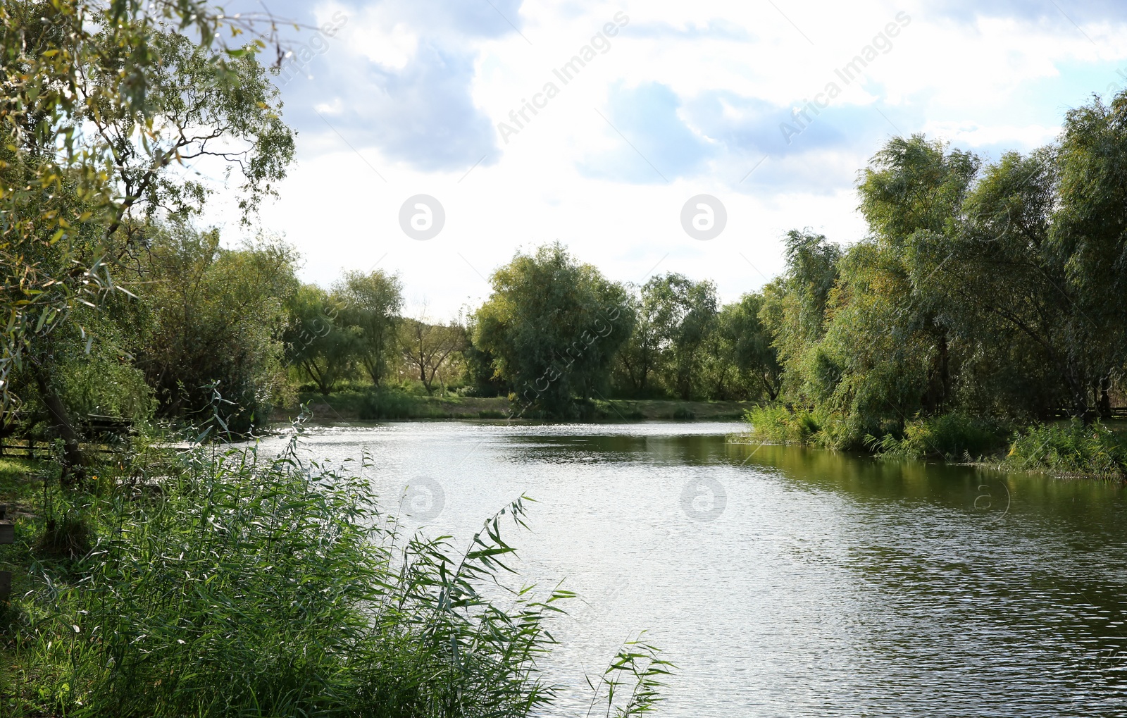 Photo of Beautiful landscape with river and trees on sunny day. Perfect fishing place