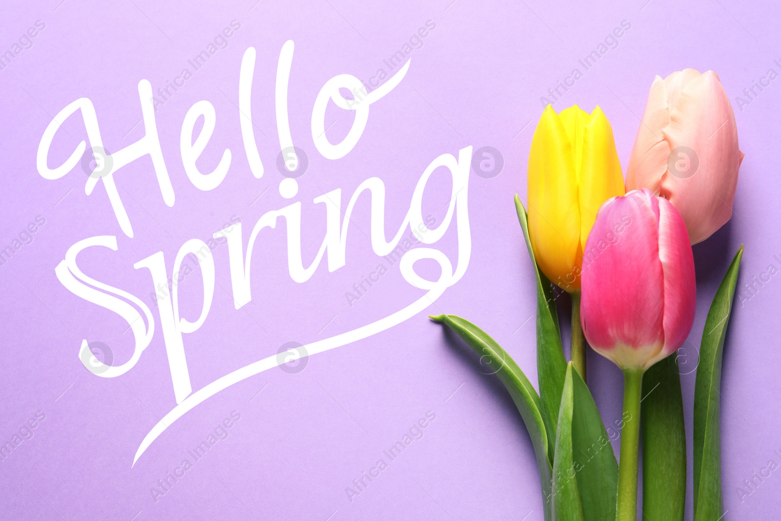 Image of Hello Spring. Beautiful spring tulips on lilac background, top view 