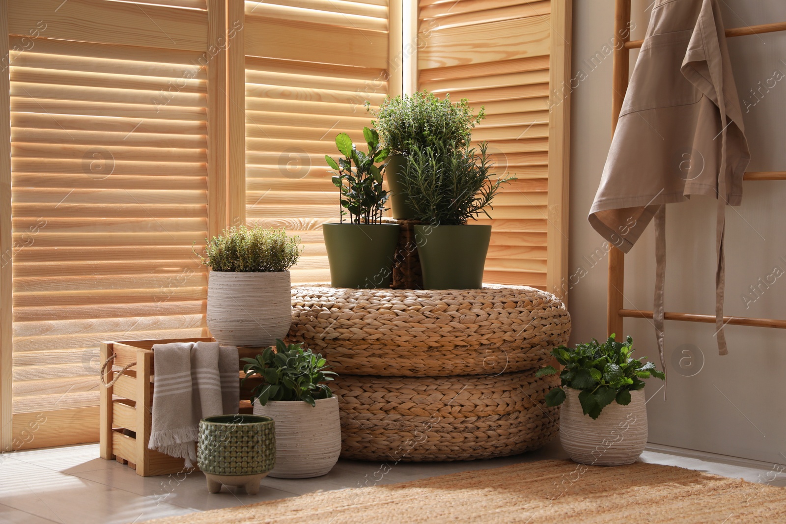 Photo of Different potted herbs in room. Interior design