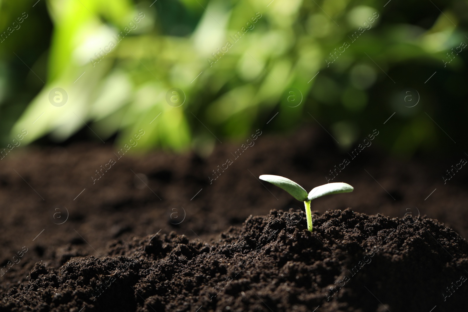 Photo of Young seedling growing in soil outdoors, closeup. Space for text