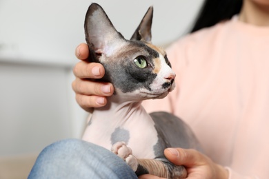 Cute sphynx cat with owner indoors, closeup. Friendly pet
