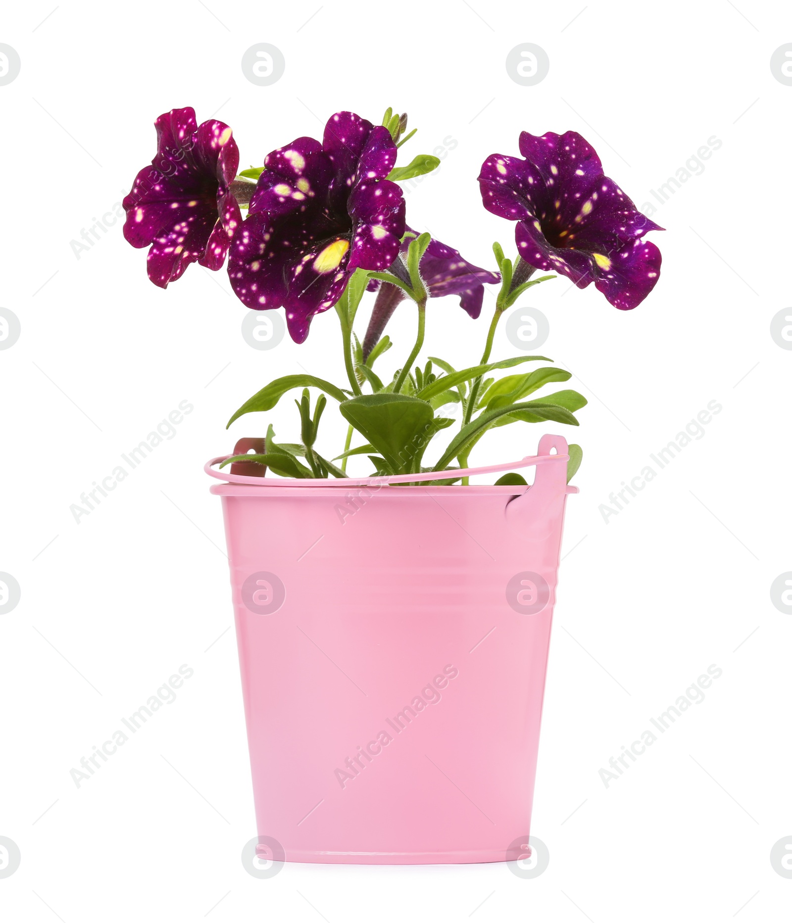 Photo of Beautiful petunia flowers in pink pot isolated on white