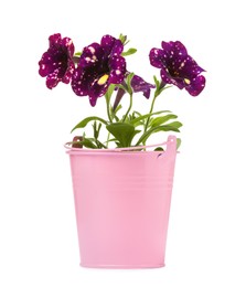Beautiful petunia flowers in pink pot isolated on white