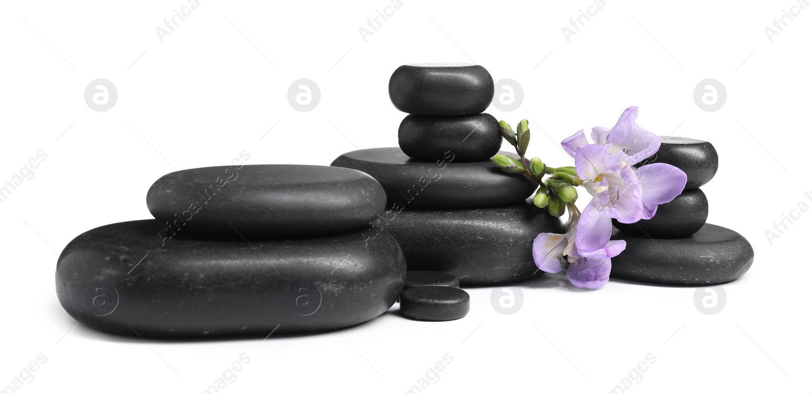 Photo of Beautiful violet freesia flowers and stones isolated on white