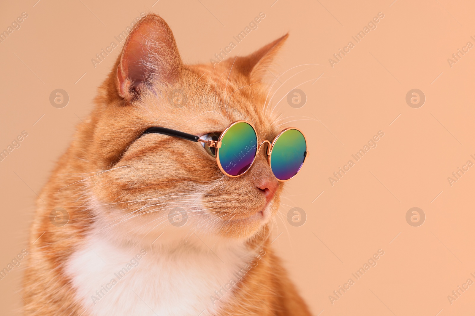 Photo of Portrait of cute ginger cat in stylish sunglasses on beige background