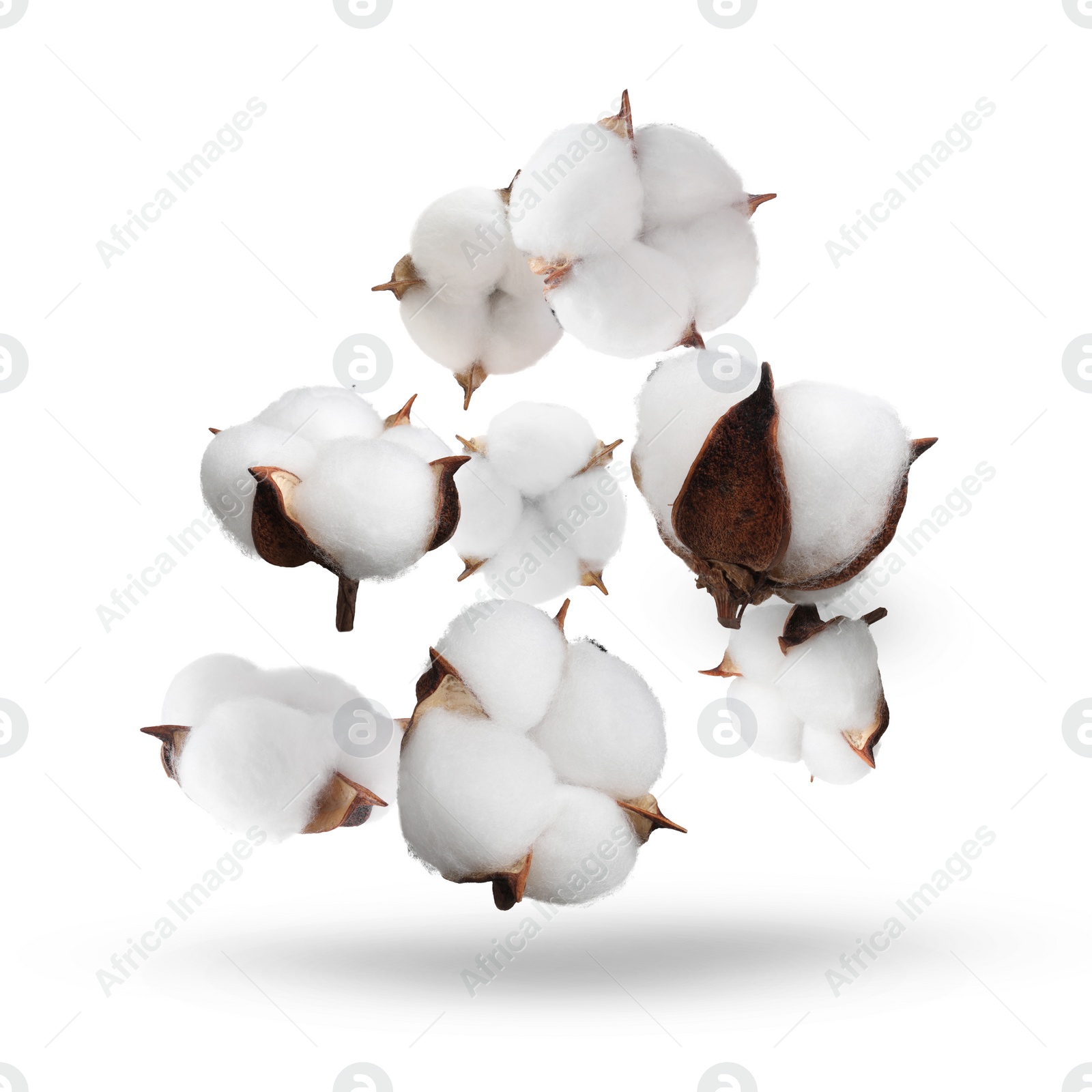 Image of Beautiful cotton flowers falling on white background