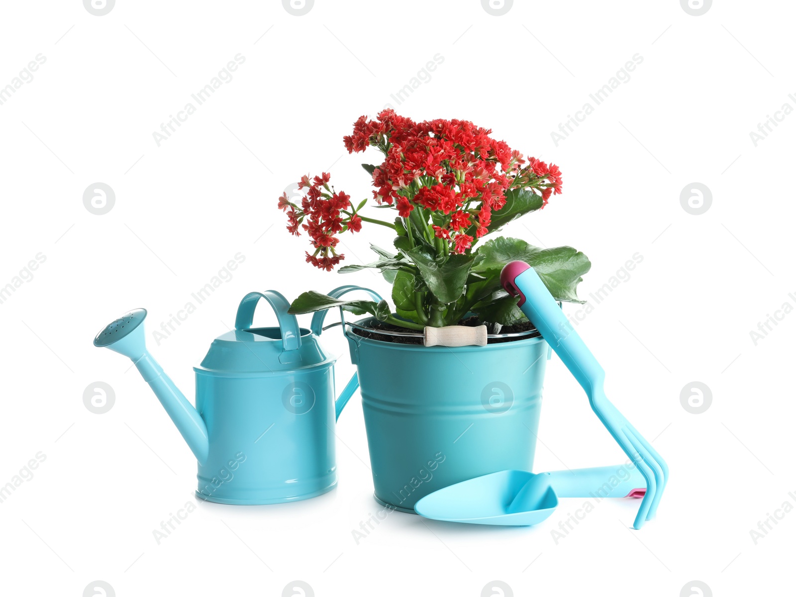 Photo of Plant and gardening tools on white background