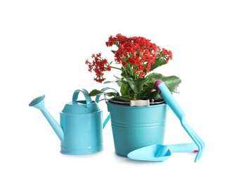 Plant and gardening tools on white background